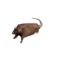 Spinning rat gif